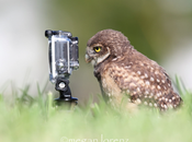 Animalitos curiosos cámaras fotográficas