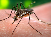 Nuevo descubrimiento acerca vacuna contra Dengue