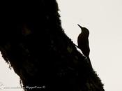 Trepador oscuro (Planalto Woodcreeper) Dendrocolaptes platyrostris