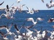 significado debes conocer soñar gaviotas