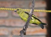 Cabecitanegra común (Hooded Siskin) Sporagra magellanica