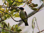 Tueré chico (Black-crowned Tityra) Tityra inquisitor