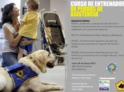 Curso Entrenador Perros Asistencia