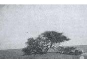 Árbol Teneré, kilómetros soledad