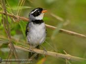 Cerquero collar (Saffron-billed Sparrow) Arremon flavirostris