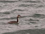 Viendo pájaros amigos: visita marismas Santoña