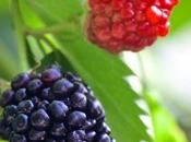 Moras