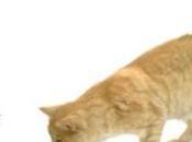 Comentario gato quiere comer Gatos: snowshoe Mundo Cachorro