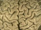 cerebros.