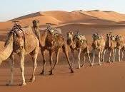 Camellos diferente pelaje