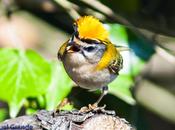 Reyezuelo listado (Regulus ignicapilla)-Firecrest