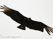 Jote cabeza negra (Black Vulture) Coragyps atratus
