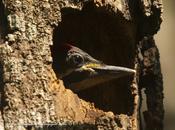 Carpintero garganta estriada (Lineated Woodpecker) Dryocopus lineatus