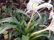 Iris planifolia hipocromático, lirio "morao" flores blancas.