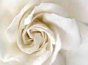 Gardenia