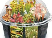 Plantas especies
