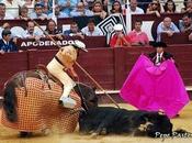 toritos buenos