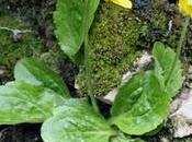Ranunculus bullatus