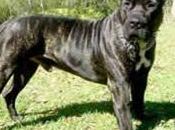 Perros: Presa Canarios