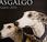 Solidarizacion galgos españoles.