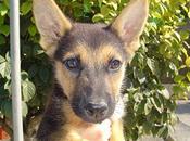 Coco, precioso cachorro adopción