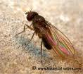 mosca vinagre, modelo para investigación enfermedades renales