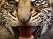 “Año tigre”