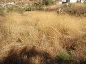 Abejuela
