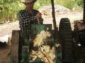 Guarapo, bebida tradicional caña