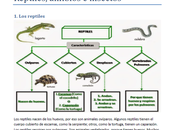 Reptiles, anfibios insectos. Segundo primaria