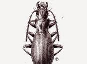 Monografías Bioespeleológicas (2015)