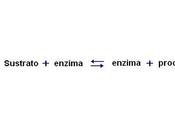 Metabolismo