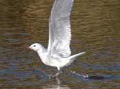 Larus audouinii AB1N