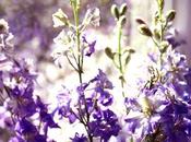 Empiezan Rebajas Dezazu