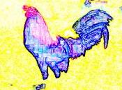 gallo coronel