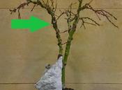 Trabajando Acers Palmatum