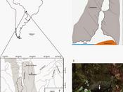 Primera especie troglobia suborden Continencola