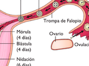 Implantación,embarazo molar relaciones