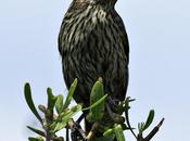 Inmaduro varillero amarilla