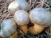 Chroogomphus rutilus