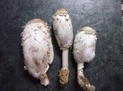 Coprinus comatus