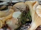 Cantharellus cibarus