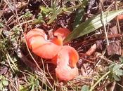 Tremiscus helvelloides