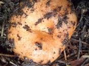 Lactarius deliciosus