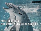 Delfines orcas, libres