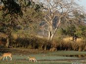 Parque Nacional Ranthambhore