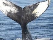 Ballenas blancas
