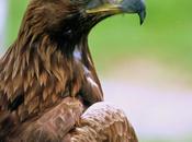 Confirmado: Nazgul Mordor montaban águilas reales asturianas criadas clembuterol