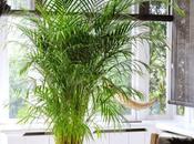 Plantas interior para hogar