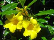 Alamanda